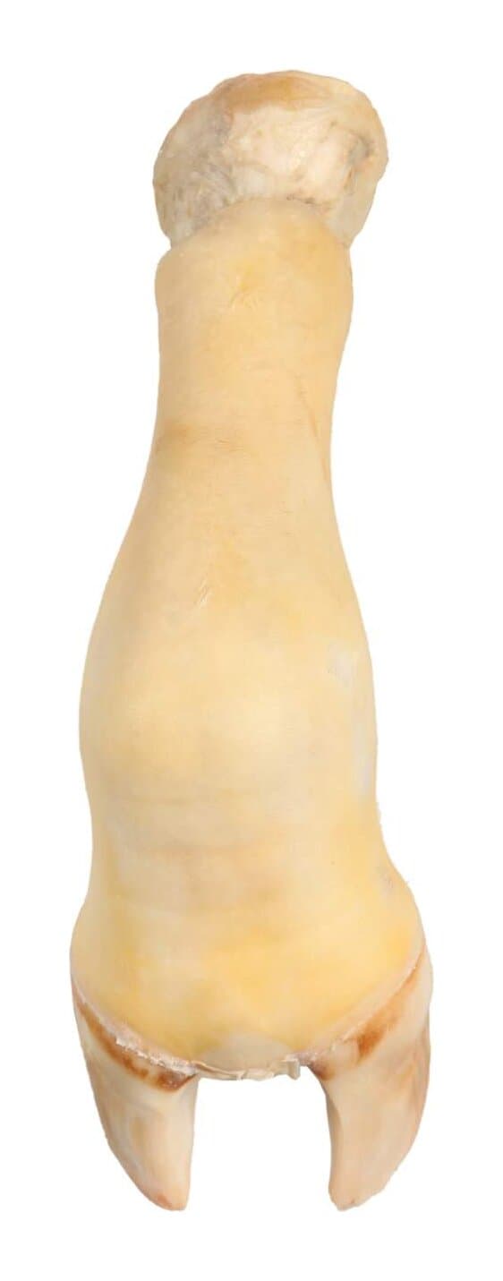 Mocotó